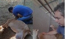 Un cabrero de Casarabonela salva la vida de uno de sus animales haciéndole el 'boca a boca'