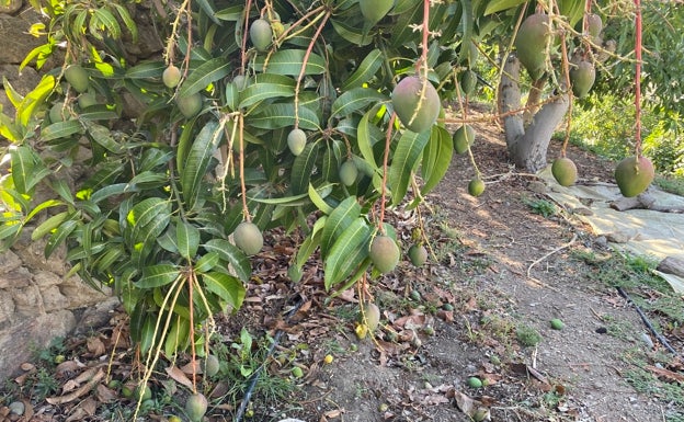 Preocupación por los efectos del terral en las cosechas de aguacates y mangos en la Axarquía