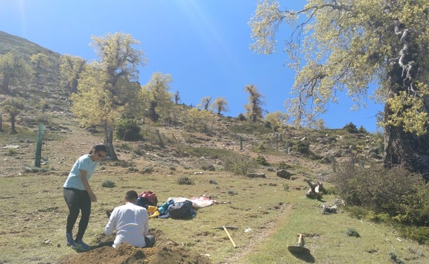 Un estudio descubre restos de poblaciones extintas de pinsapos y otras especies en la Sierra de las Nieves