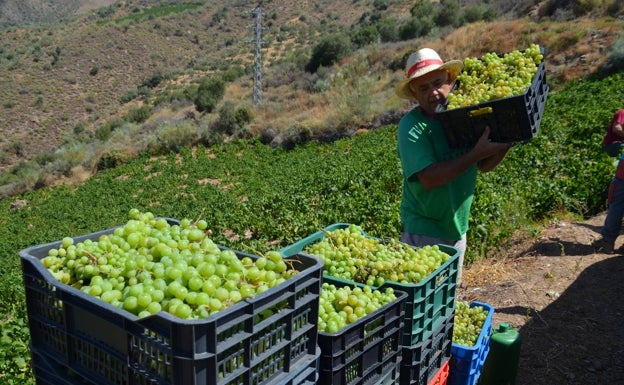 La vendimia arranca en Málaga a finales de julio, con un descenso previsto del 10% por la sequía