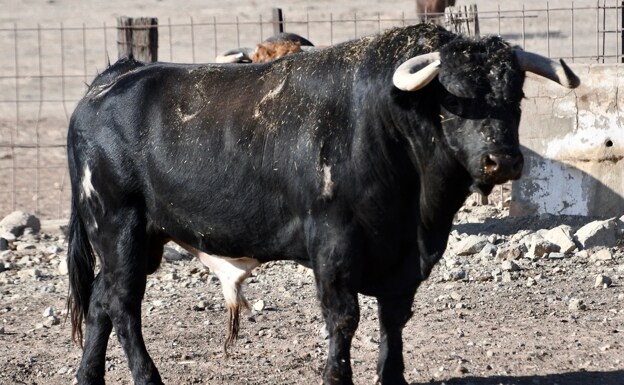 Estos son los toros para la corrida mixta de Fuengirola