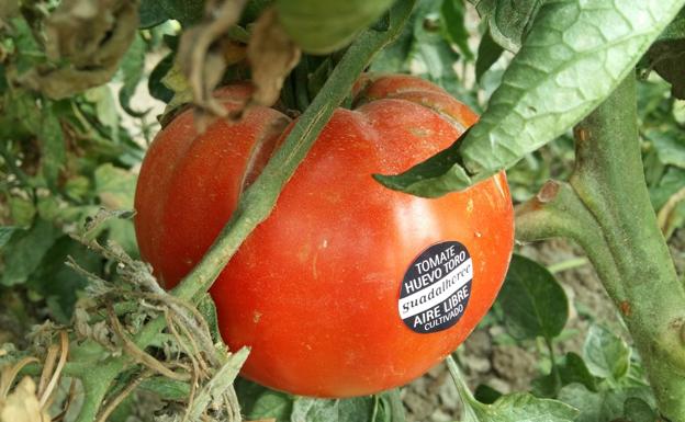 Ruta del tomate huevo de toro