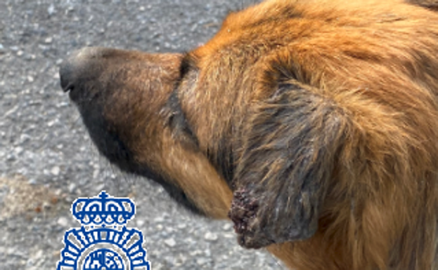 Detenida en Vélez-Málaga por tener a su perro en una situación deplorable sin facilitarle asistencia veterinaria urgente