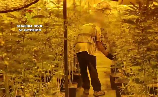 Ocho detenidos y mil plantas de marihuana incautadas por la Guardia Civil tras una operación contra el narcotráfico en Málaga