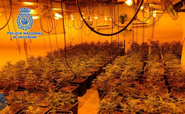 Localizan 170 plantas de marihuana ocultas en un anexo a una vivienda y en los bajos de una piscina en Vélez-Málaga