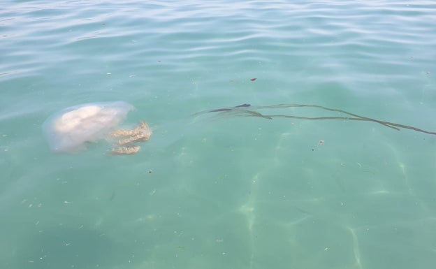 Localizan en Nerja una medusa gigante de la que apenas había registros en el Mediterráneo hasta hace una década