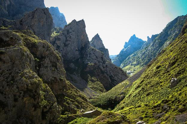 Picos de Europa, del picón al cabrales