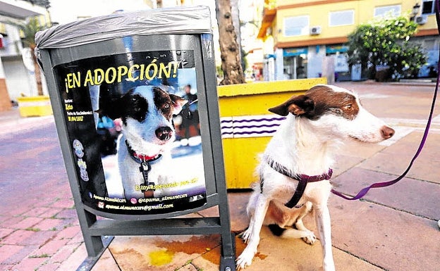 Fuengirola mantiene activa la campaña de adopción gratuita de mascotas