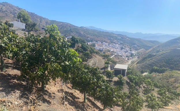 Arranca la cosecha del mango en la Axarquía, con 20.000 toneladas