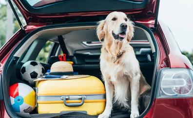 La DGT recuerda cómo viajar con mascota este verano