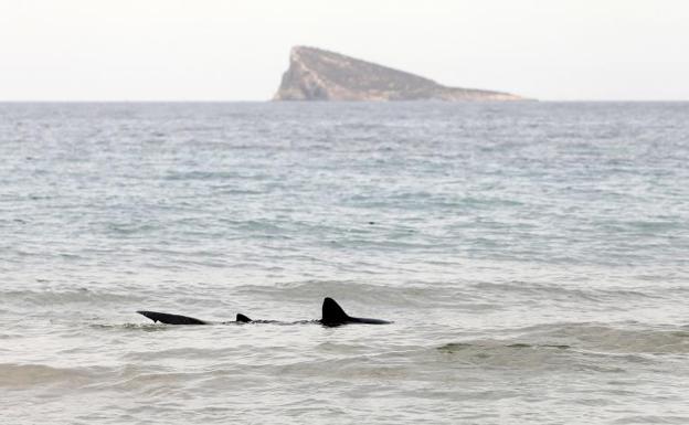 Un tiburón sorprende a los bañistas en Benidorm