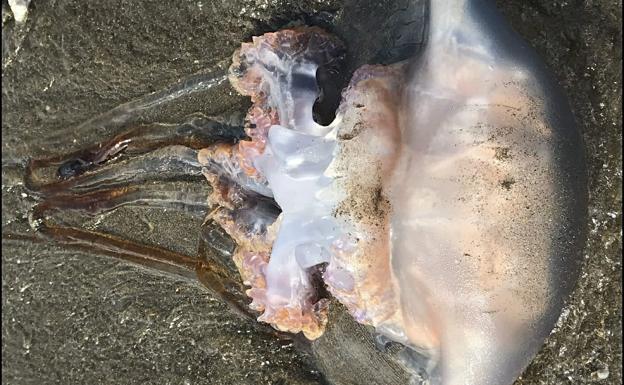 Precaución: Las medusas se resisten a dejar las playas malagueñas