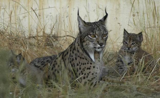 El lince se recupera y supera el millar de ejemplares tras ampliar sus territorios