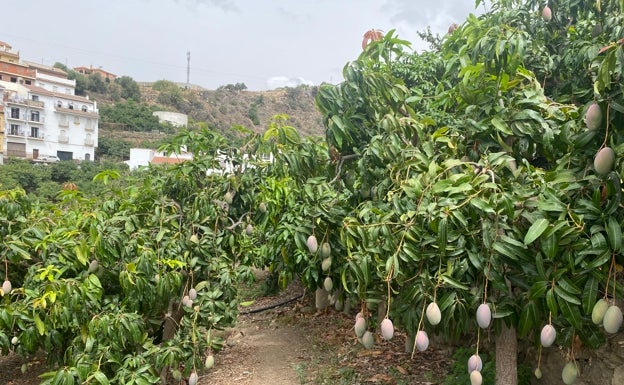 Investigadores de La Mayora describen por primera vez una parte fundamental del mango para aumentar su producción