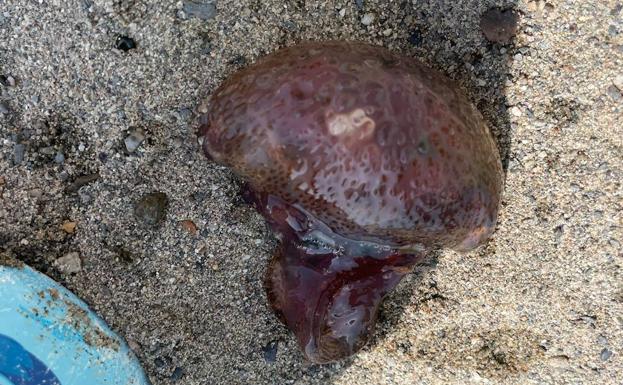 Las medusas aparecen de nuevo este jueves en las playas de Málaga de manera dispar