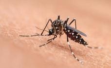 Mosquitos tigre: un estudio apunta a un descenso de la población este verano