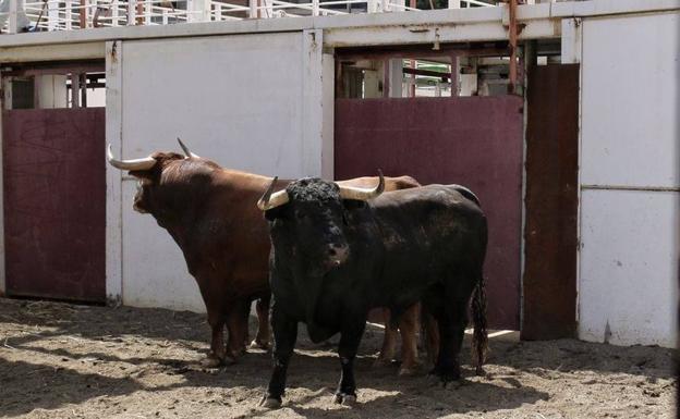 'Respondón' abrirá el festejo de la vuelta de los toros a Málaga