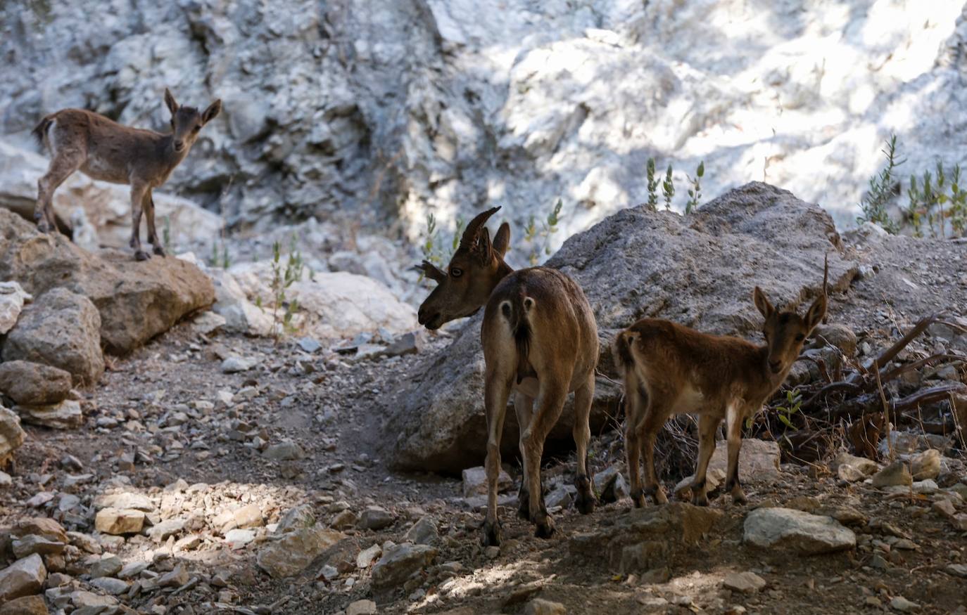 El Caminito del Rey recupera el aliento con 1.100 visitantes diarios