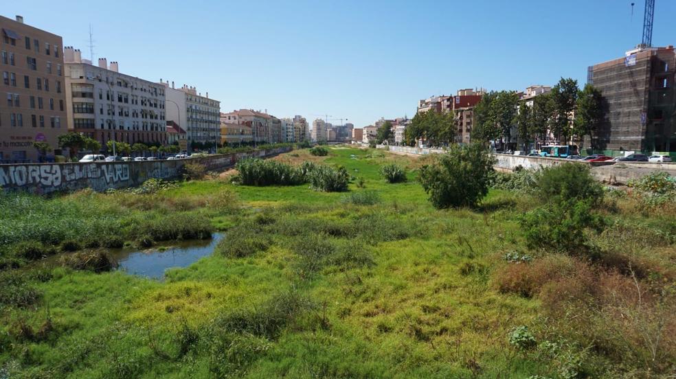 El cauce del río Guadalmedina, convertido en una selva