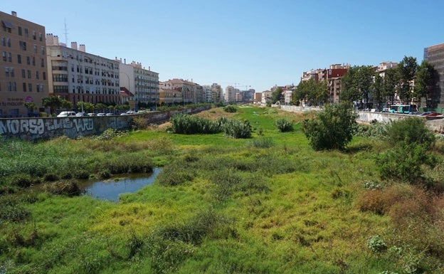El PSOE exige al equipo de gobierno en el Ayuntamiento de Málaga el desbroce «urgente» del Guadalmedina