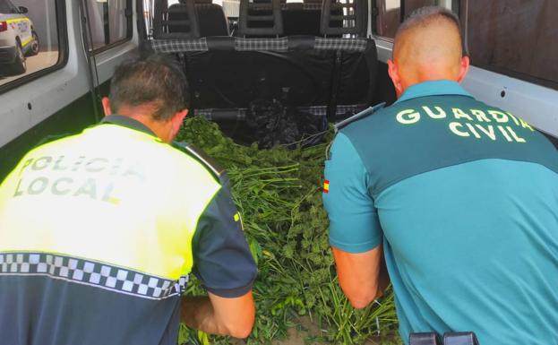 Lo pillan con 42 kilos de marihuana en Casabermeja y dice que la ha robado en una finca