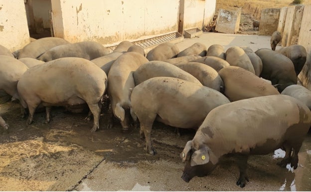 Un rescate animal en el epicentro del incendio en el Valle del Genal