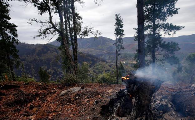 Lo que el fuego se llevó en Sierra Bermeja