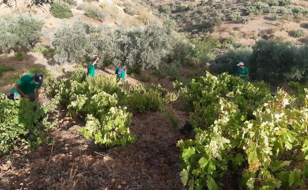 El calor y un hongo merman la vendimia pero no afectan a la calidad de la uva de Málaga