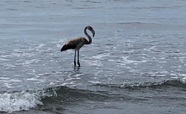 Un flamenco, de vacaciones en El Palo