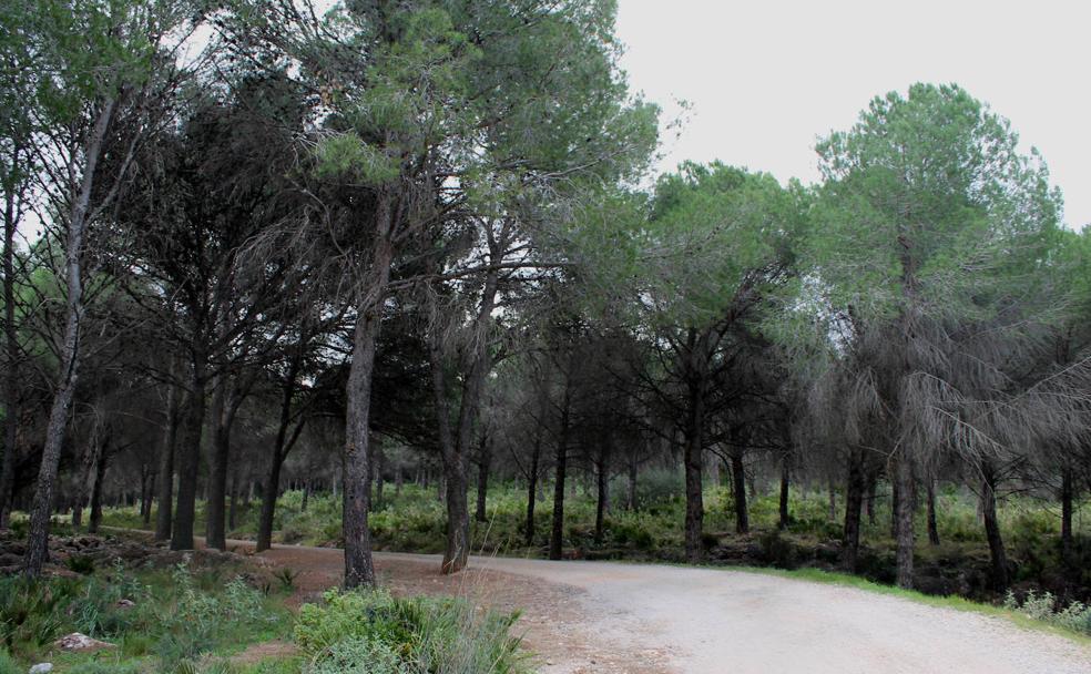 Ruta de senderismo: Fuente del Acebuche - Cantera de los Arenales