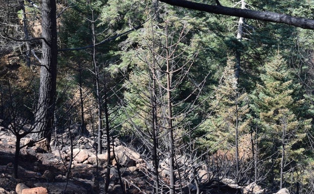 La Plataforma Sierra Bermeja Parque Nacional defiende que sí se habrían quemado un millar de pinsapos