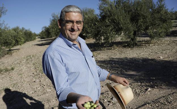 Del olivo a la mesa: el viaje de la aceituna de Málaga