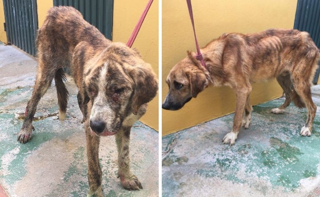 Un cabrero no podrá volver a trabajar con animales por maltratar a sus perros en Casabermeja