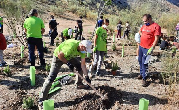 Plantar árboles en Alpandeire