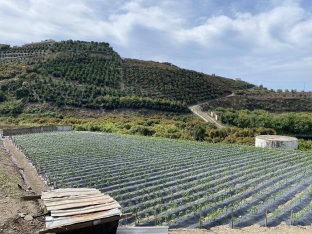 Las ayudas de la PAC, un pastel de 85 millones para 19.000 perceptores