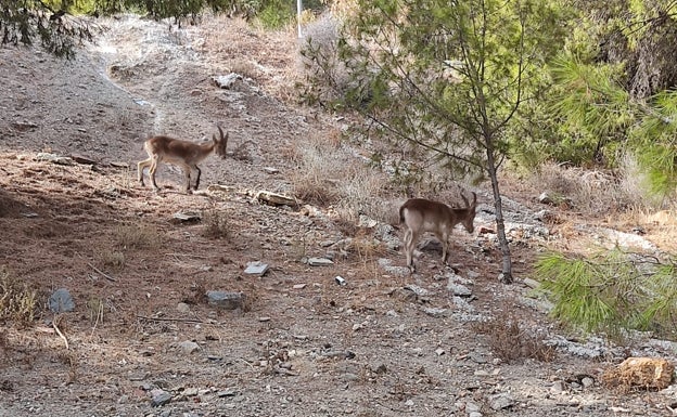 Dos cabras monteses se pasean por el Limonar y Parque Clavero