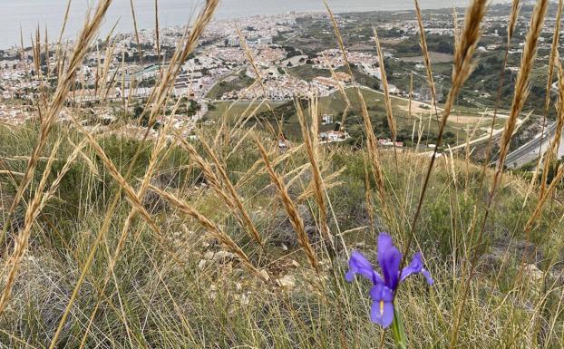 Las 20 especies vegetales en peligro de extinción en la Axarquía y por qué deberíamos preocuparnos