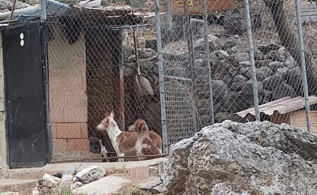 Cerca de 400 animales, al filo del desahucio en Montejaque