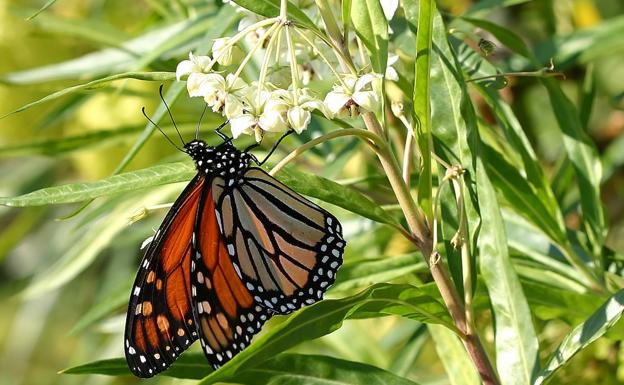 La mariposa monarca encuentra su hogar perfecto en los parques de Málaga