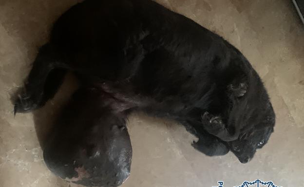 Denunciado en Carretera de Cádiz por dejar a su perro con un tumor gigante y no llevarlo al veterinario