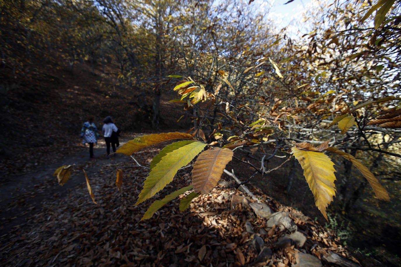 Los bellos colores del otoño en el Valle del Genal