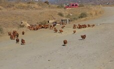 Macabro hallazgo en Vélez-Málaga: más de cien gallinas, la mayoría vivas, metidas en bolsas de plástico en una zona rural