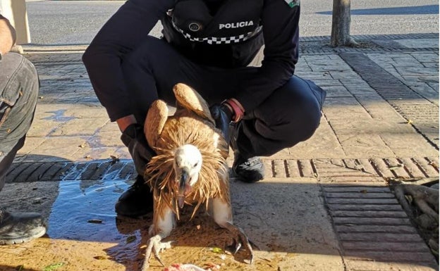 Rescatan un buitre leonado que obstaculizaba el tráfico en la principal avenida de Vélez-Málaga