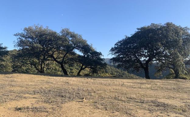 La Diputación impulsa la construcción de una balsa contra incendios en la zona norte del Valle del Genal