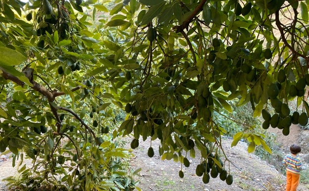 Arranca la campaña del aguacate en la Axarquía con calibres más pequeños por la sequía