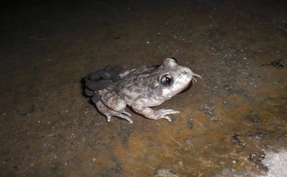 El sapo partero bético: el curioso anfibio de la Axarquía que tiene un cuento