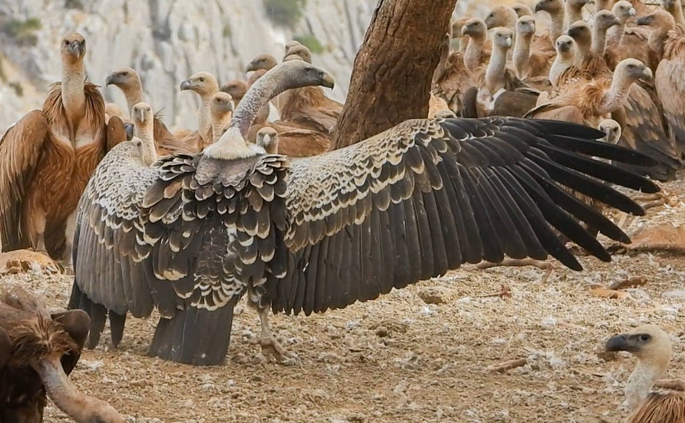 Los buitres africanos se mudan a Málaga