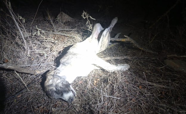 Hallan ahorcada a una cachorra de seis meses en Casabermeja