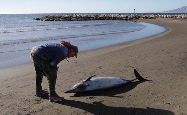 Aparece un delfín muerto en la playa de El Palo