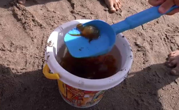 El exceso de medusas se 'come' los espetos y el pescaíto frito de Málaga